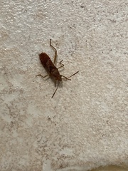 Burtinus notatipennis