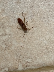 Burtinus notatipennis