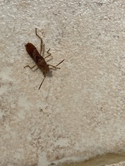 Burtinus notatipennis