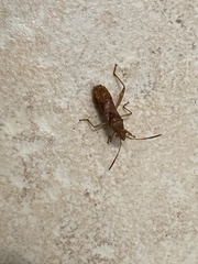 Burtinus notatipennis