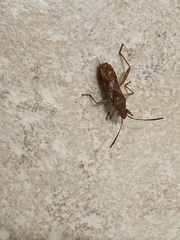 Burtinus notatipennis
