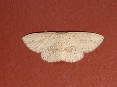 Perixera decretarioides