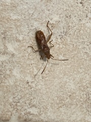 Burtinus notatipennis