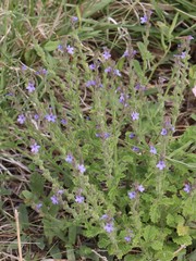 Verbena plicata