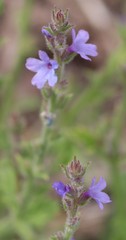 Verbena plicata