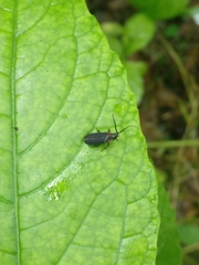 Greenarus thoracicus