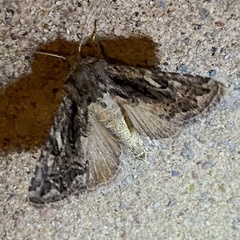 Ulolonche orbiculata