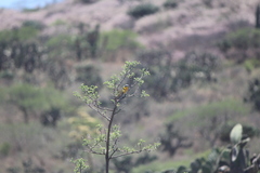 Icteria virens auricollis