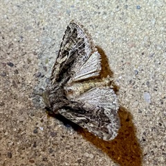 Ulolonche orbiculata