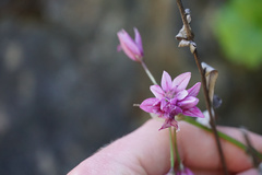 Allium unifolium