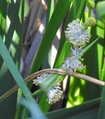 Sparganium eurycarpum