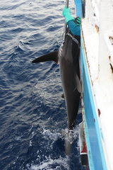 Carcharhinus falciformis image