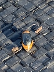 Disonycha xanthomelas