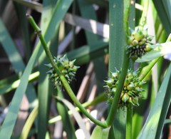 Sparganium eurycarpum