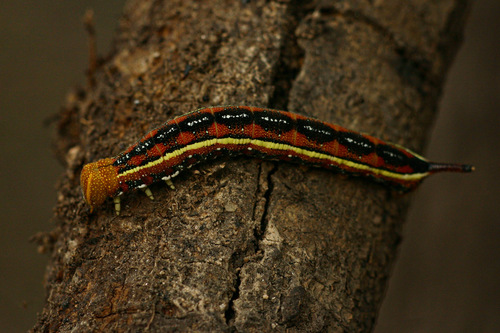 Comma Nephele
