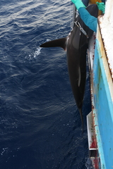 Carcharhinus falciformis