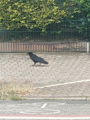 Corvus corone