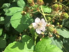 Candicantes