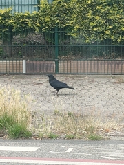 Corvus corone