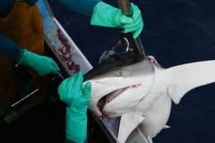 Carcharhinus falciformis