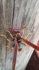 Polistes cavapytiformis