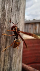 Polistes cavapytiformis