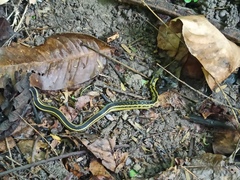 Erythrolamprus melanotus