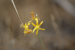 Bloomeria crocea aurea
