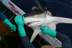 Carcharhinus falciformis