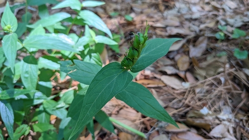 Spigelia marilandica