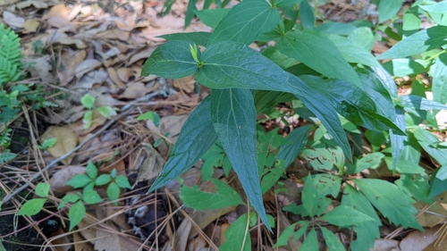 Spigelia marilandica