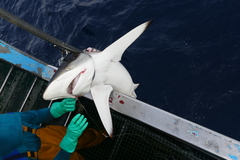 Carcharhinus falciformis