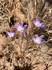 Brodiaea orcuttii