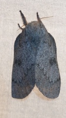 Syssphinx heiligbrodti