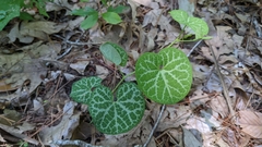 Aristolochia fimbriata