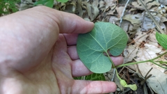 Aristolochia fimbriata