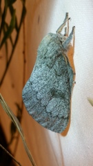 Syssphinx heiligbrodti