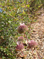 Monardella hypoleuca hypoleuca