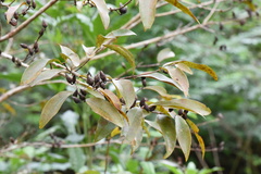 Cratoxylum cochinchinense
