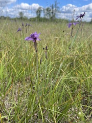 Sisyrinchium hitchcockii