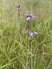 Sisyrinchium hitchcockii