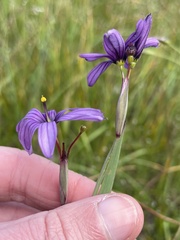 Sisyrinchium hitchcockii