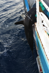 Carcharhinus falciformis