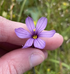 Sisyrinchium hitchcockii