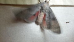 Syssphinx heiligbrodti