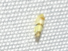 Empoa gillettei