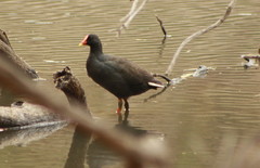Gallinula tenebrosa tenebrosa