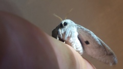 Syssphinx heiligbrodti