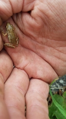 Pseudacris triseriata