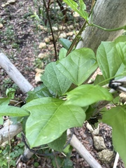 Passiflora suberosa